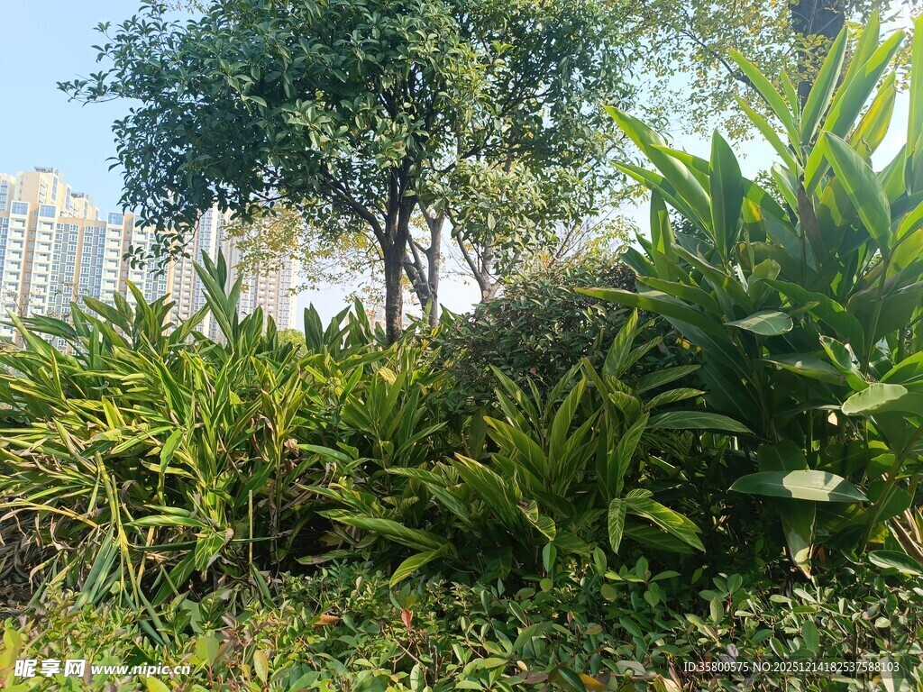 户外绿植景观一角