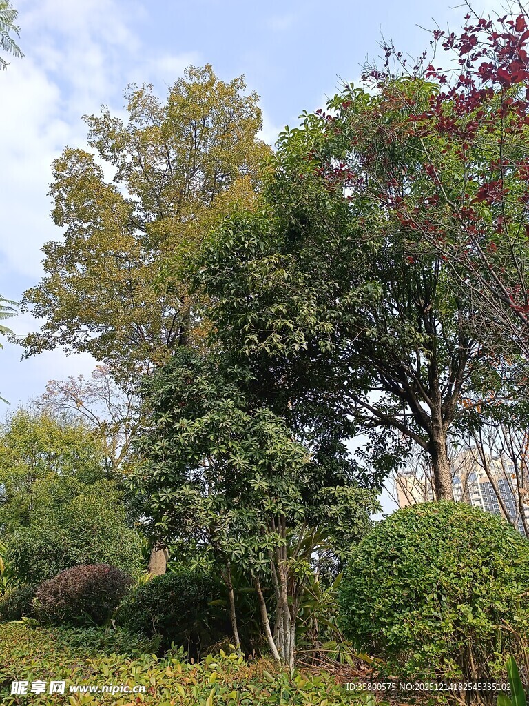 秋日繁茂树林景观