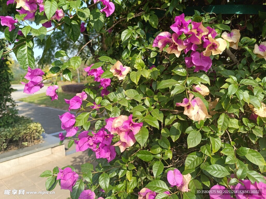 绽放的艳丽三角梅