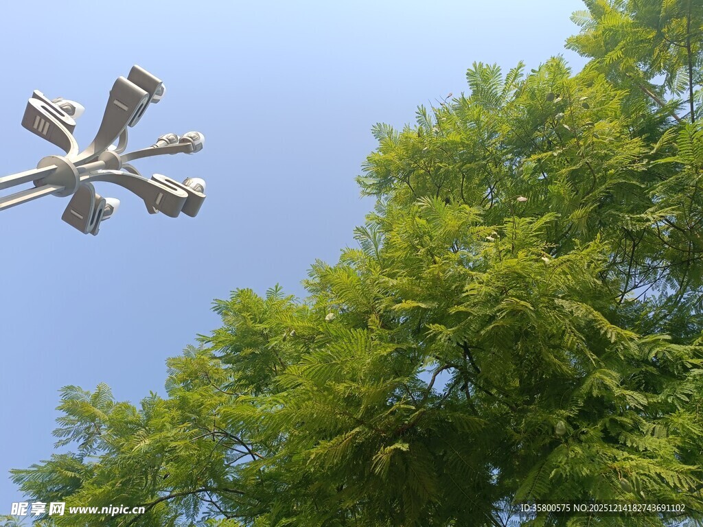 空中无人机飞过葱郁树木