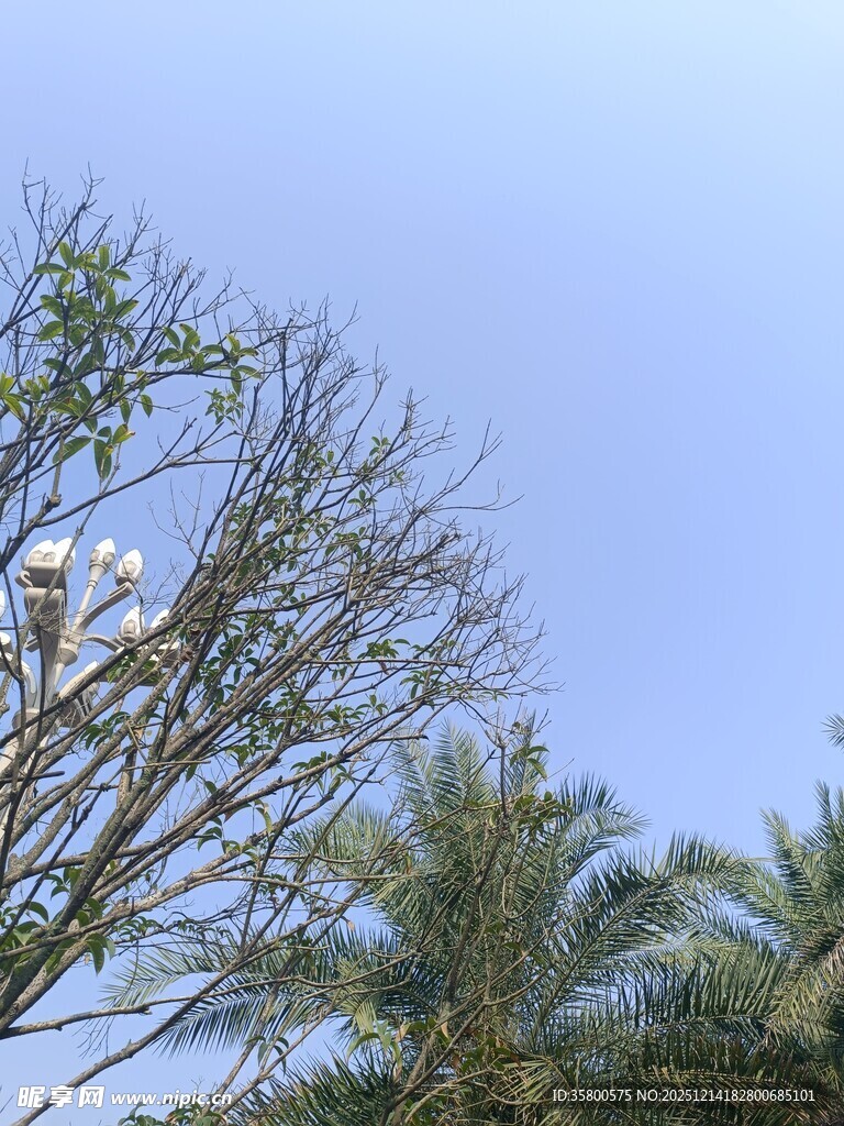 枝头鸟巢与蓝天绿树