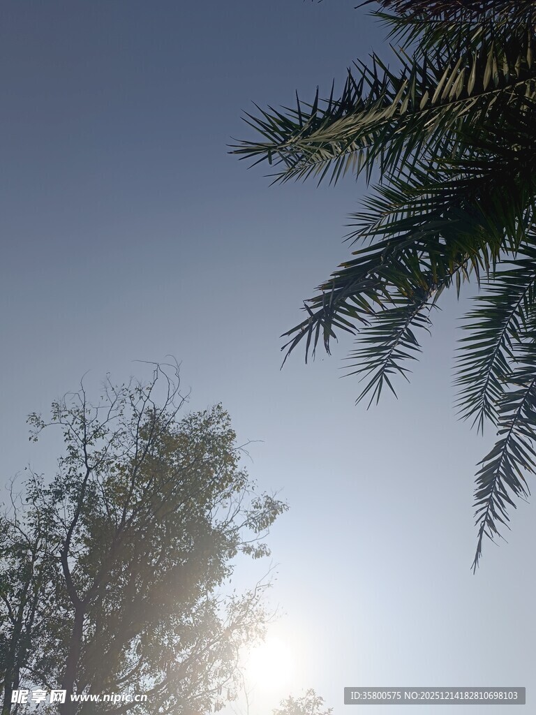 阳光下的树梢与棕榈枝叶