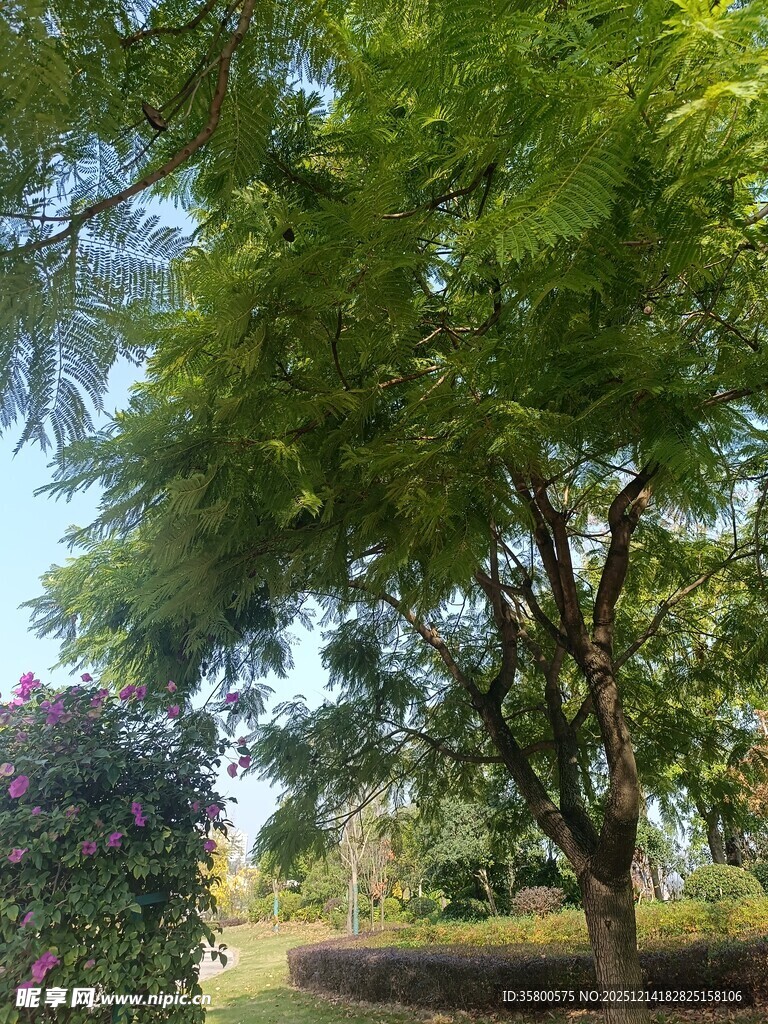 夏日葱郁树木景观