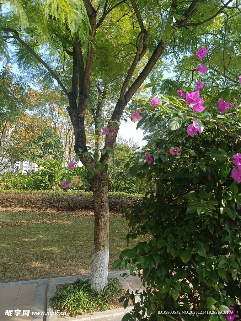 公园绿树繁花景致