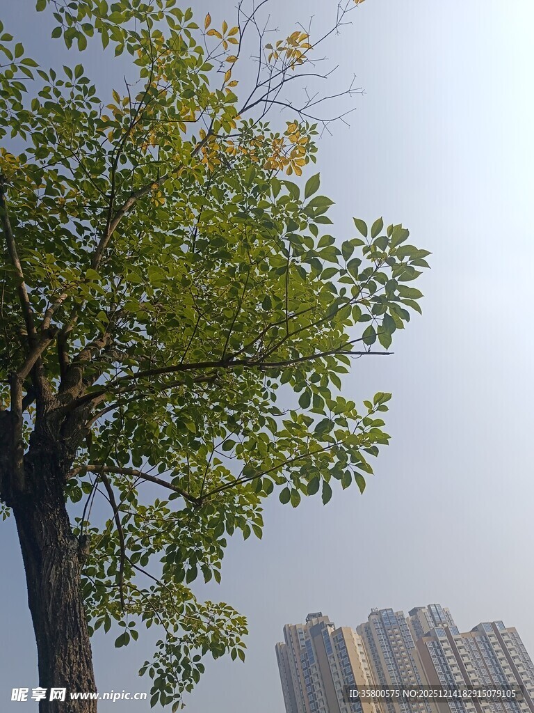 城市中挺拔的绿树