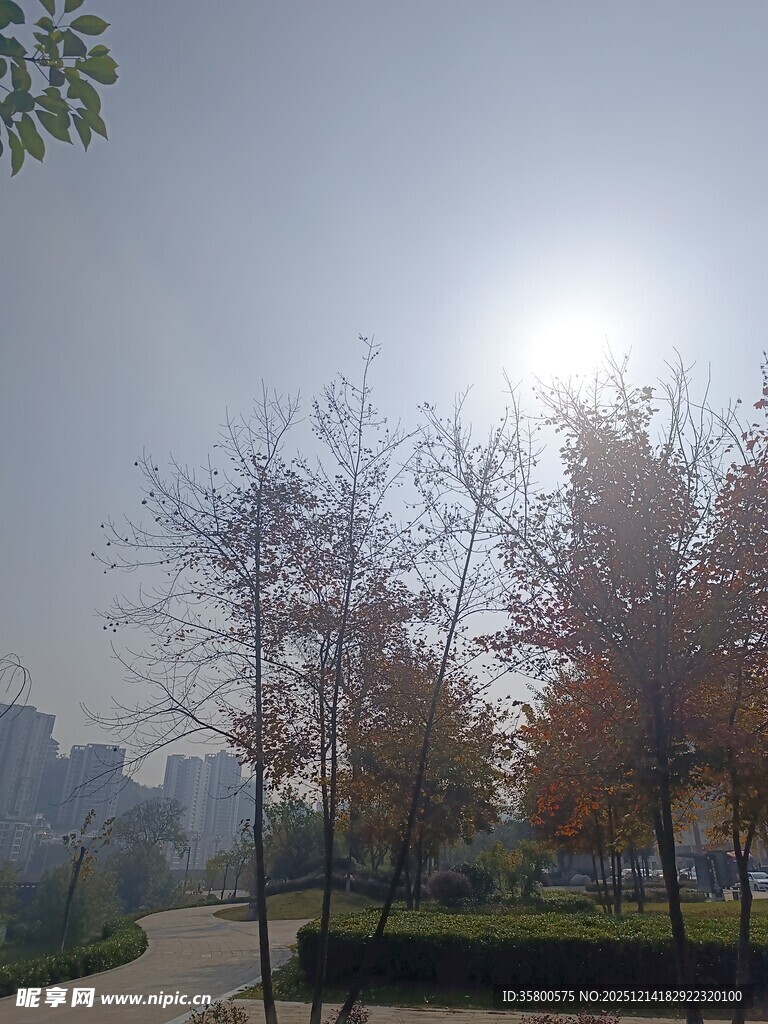 秋日公园暖阳下的树木