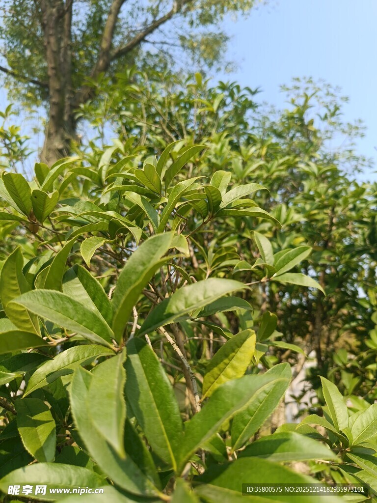 绿叶繁茂的植物景观