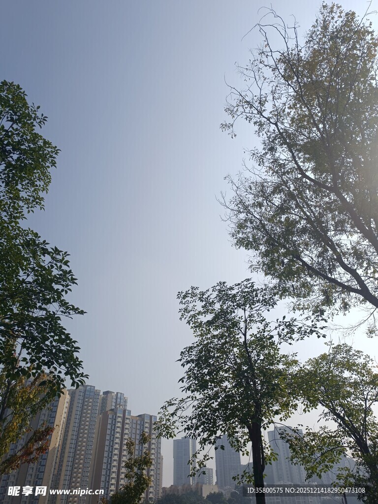 城市中的绿树与高楼