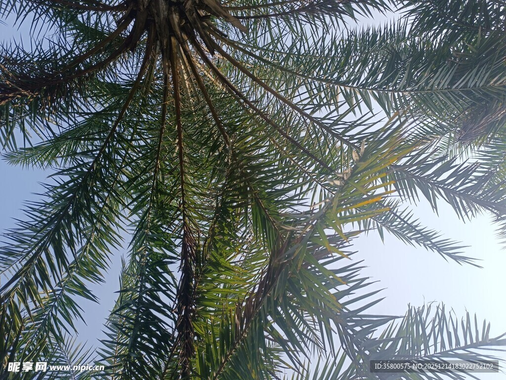 仰视下的棕榈树繁茂枝叶