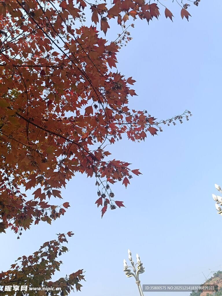 秋日红枫与蓝天景致