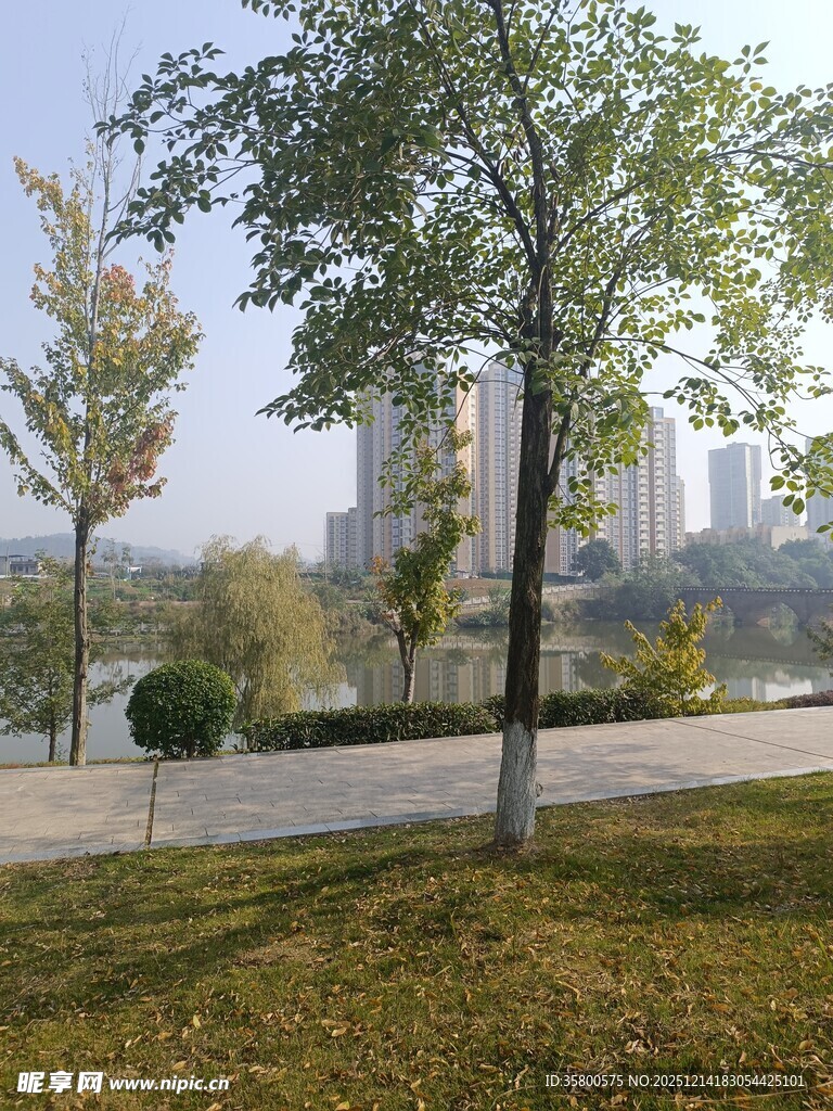 城市公园绿树与远景景观