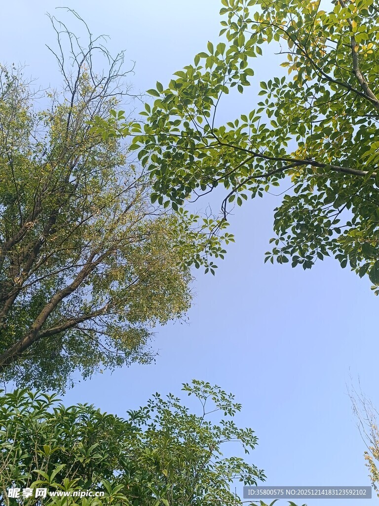 蓝天绿树间的清新景致