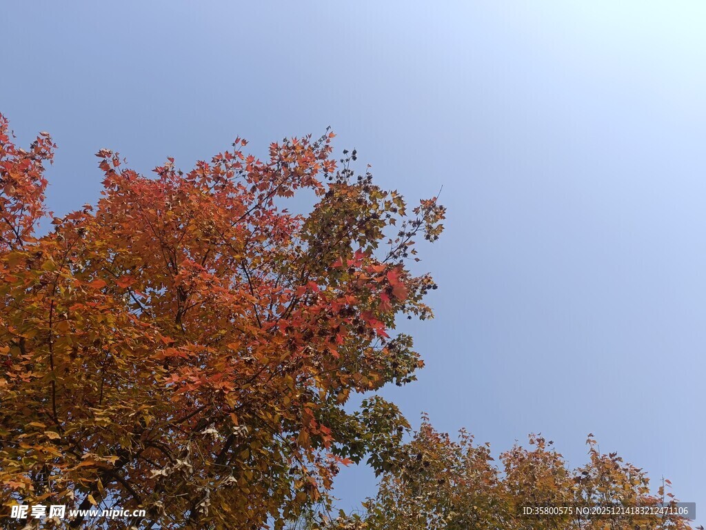 秋日绚烂树叶映蓝天