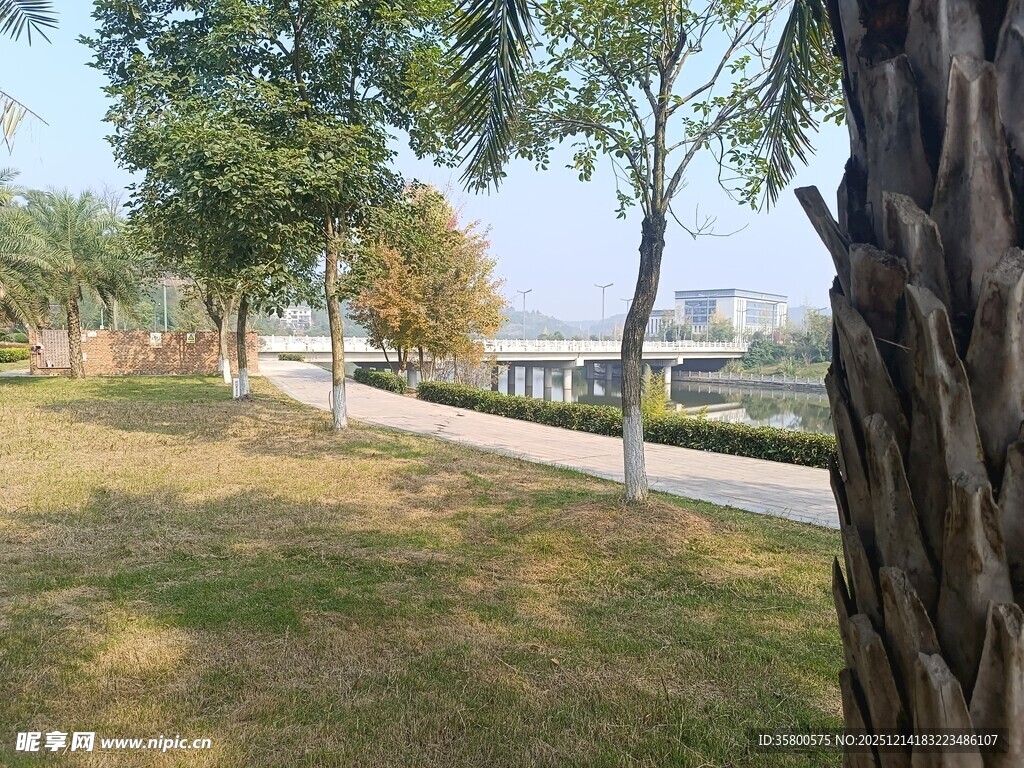 公园林荫道风景