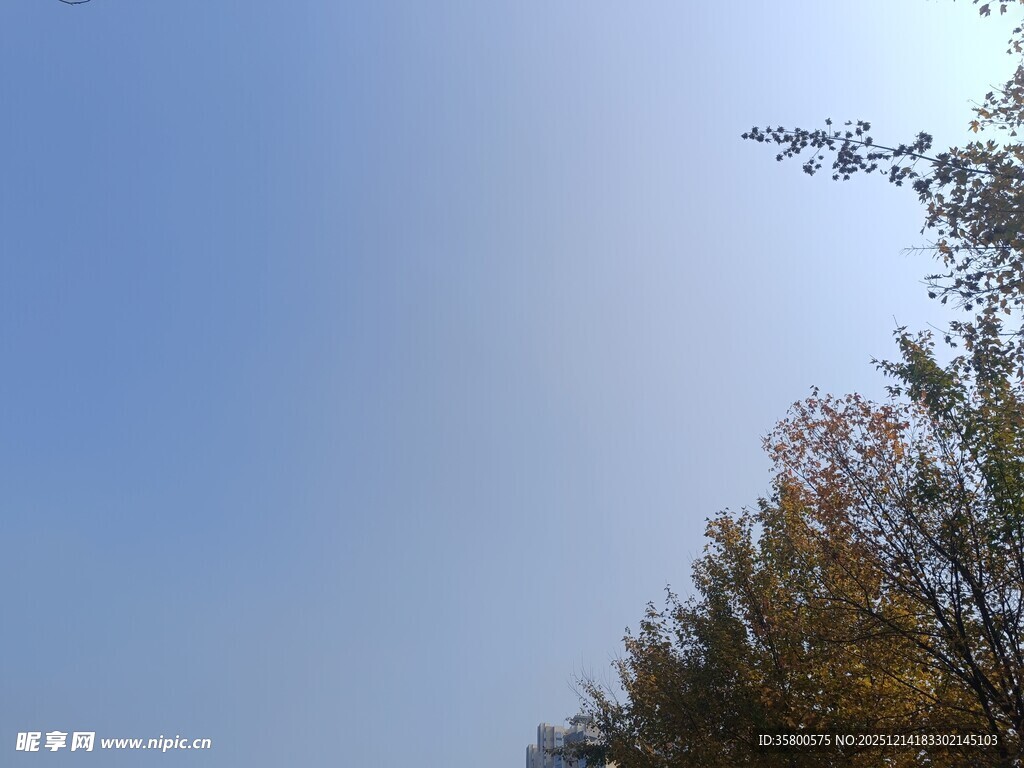 蓝天映衬下的树木景致