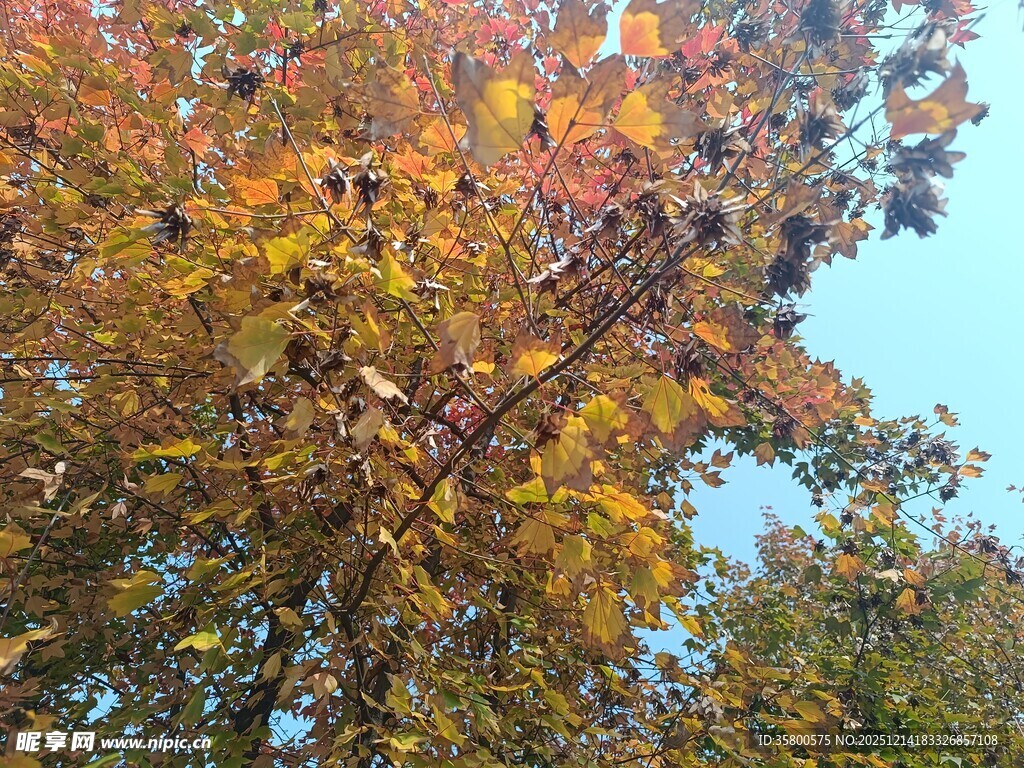 秋日斑斓树叶景观