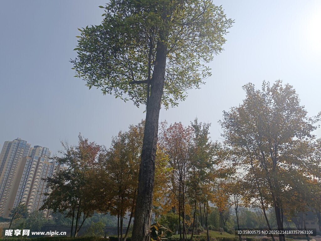 城市中挺拔的绿树景观