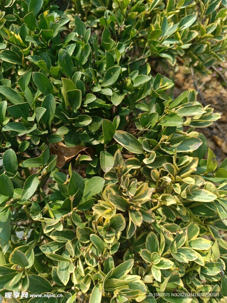 翠绿繁茂的地面绿植景象