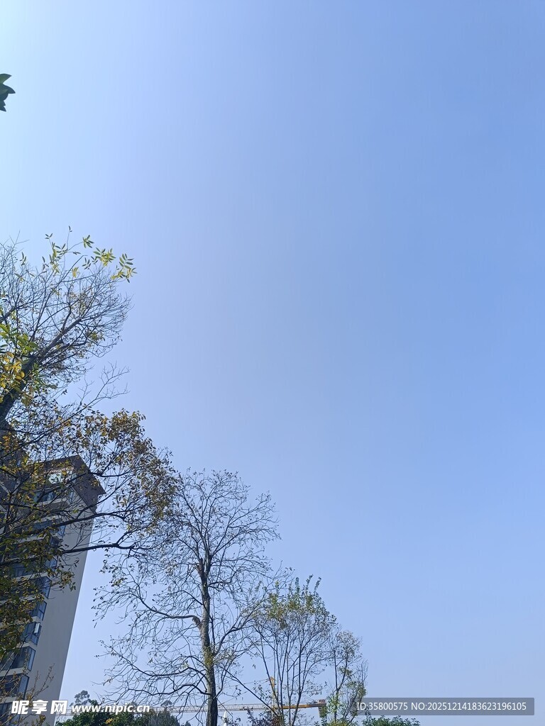 蓝天之下的树木与建筑