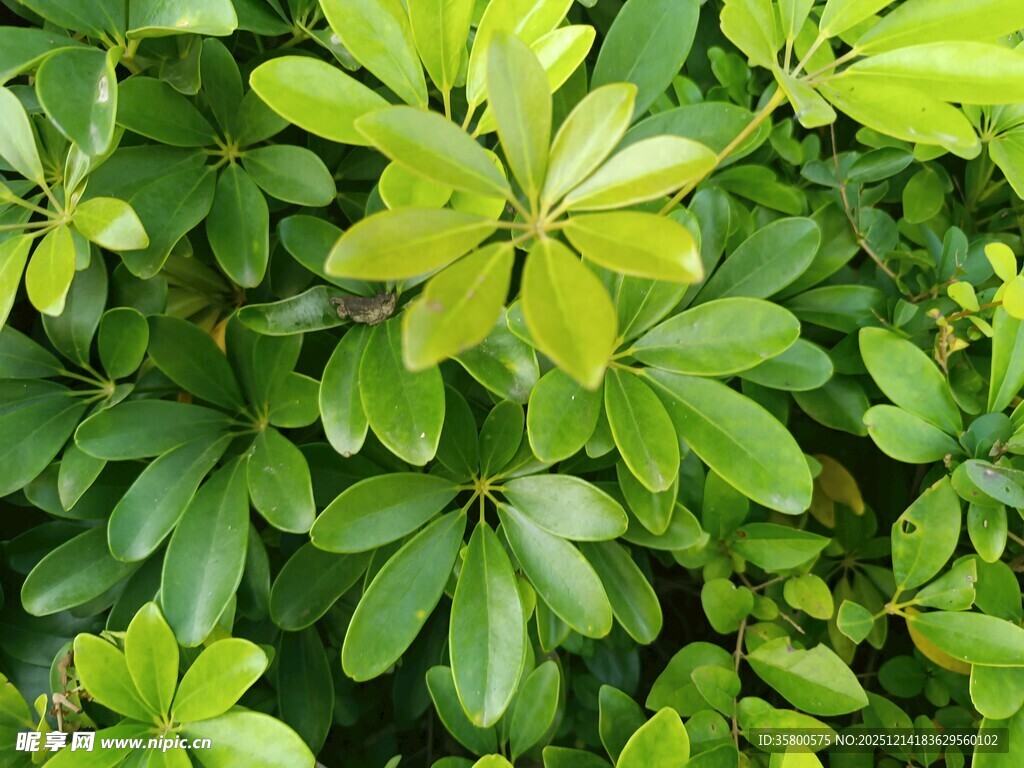 翠绿繁茂的绿叶植物