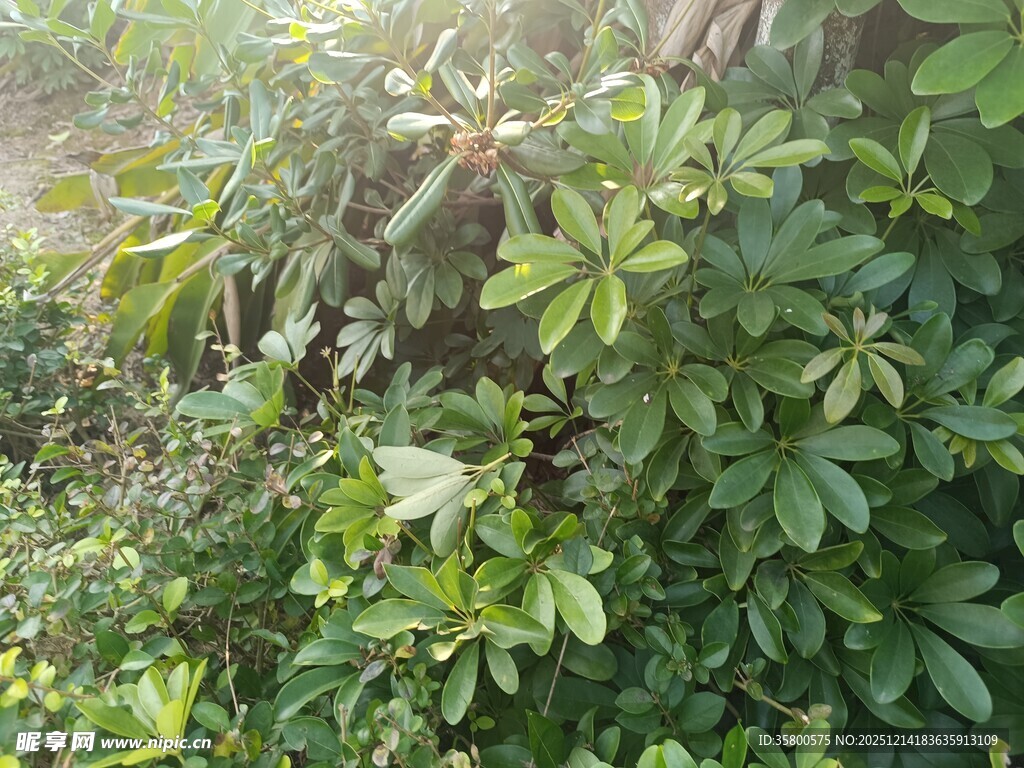 阳光下的繁茂绿植