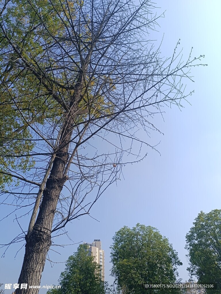 挺拔树木与蓝天背景