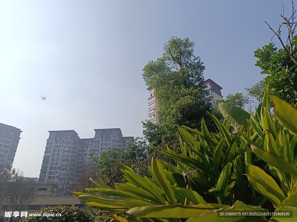 城市绿植与高楼景观
