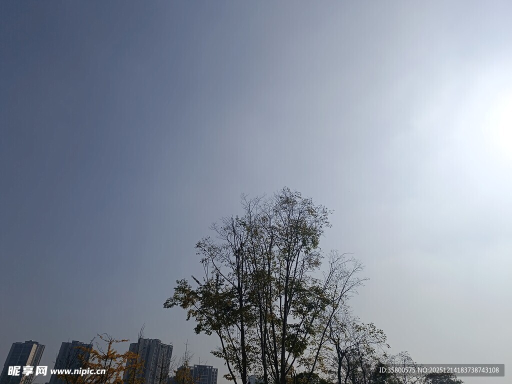 阳光下的树木与城市天际