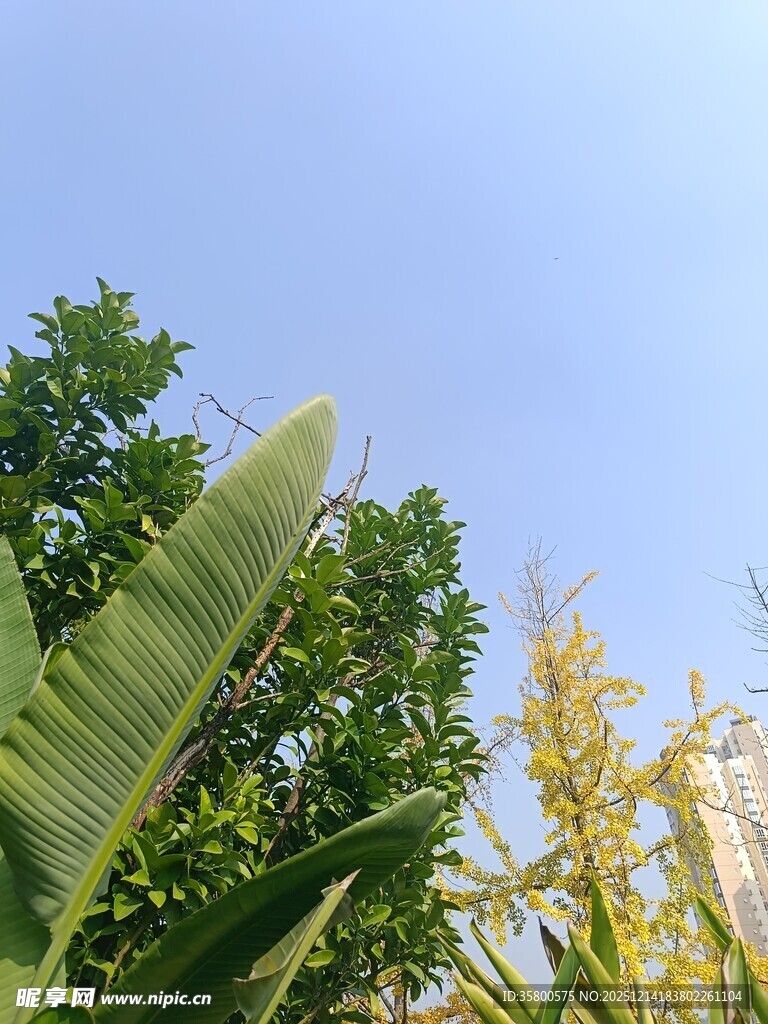 蓝天绿叶间的自然景致