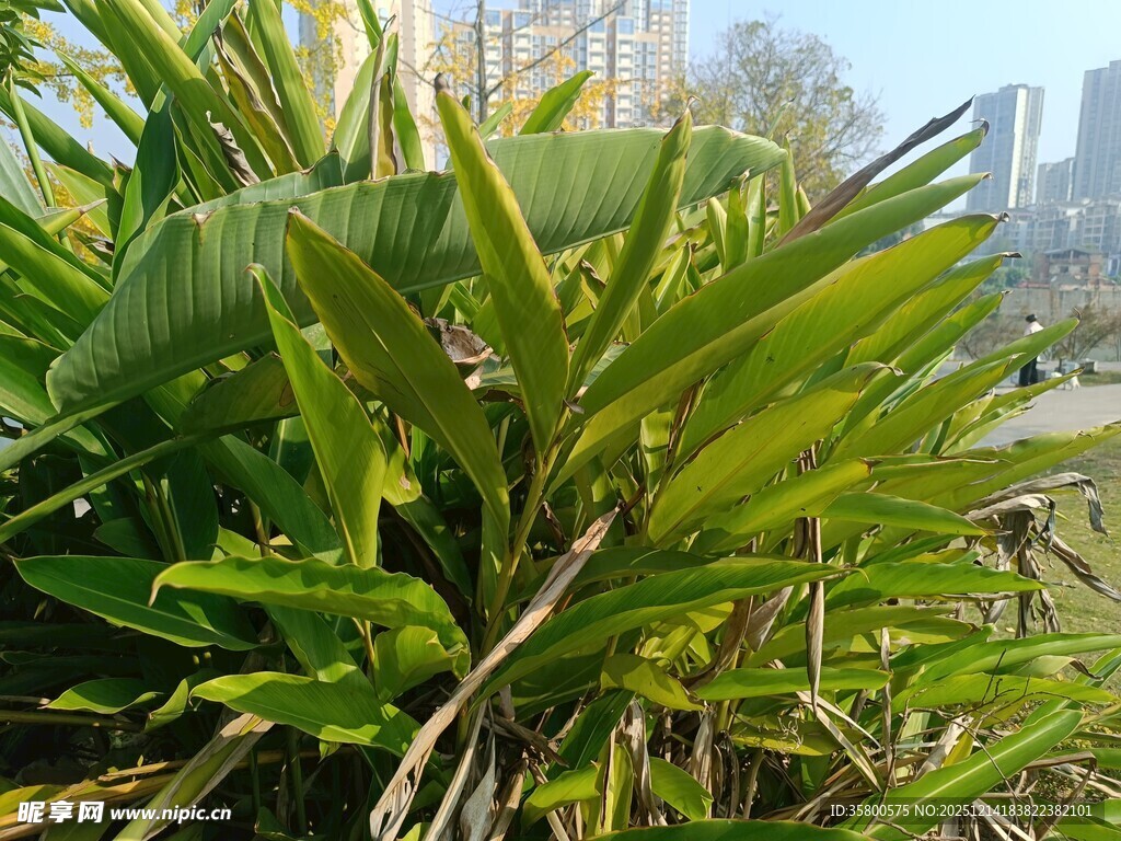 翠绿水生植物特写