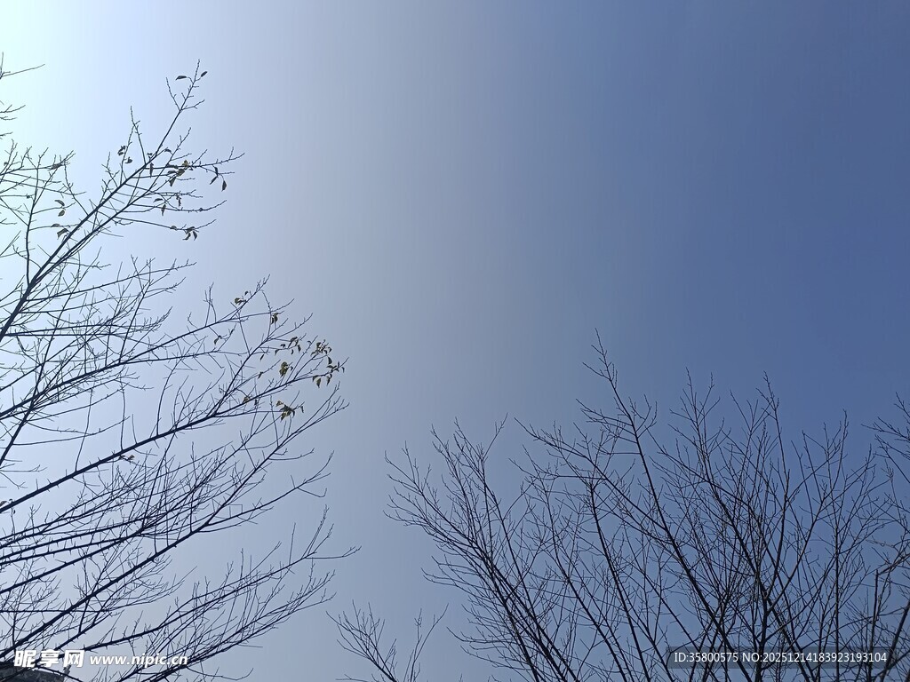冬日光秃树枝与晴朗天空