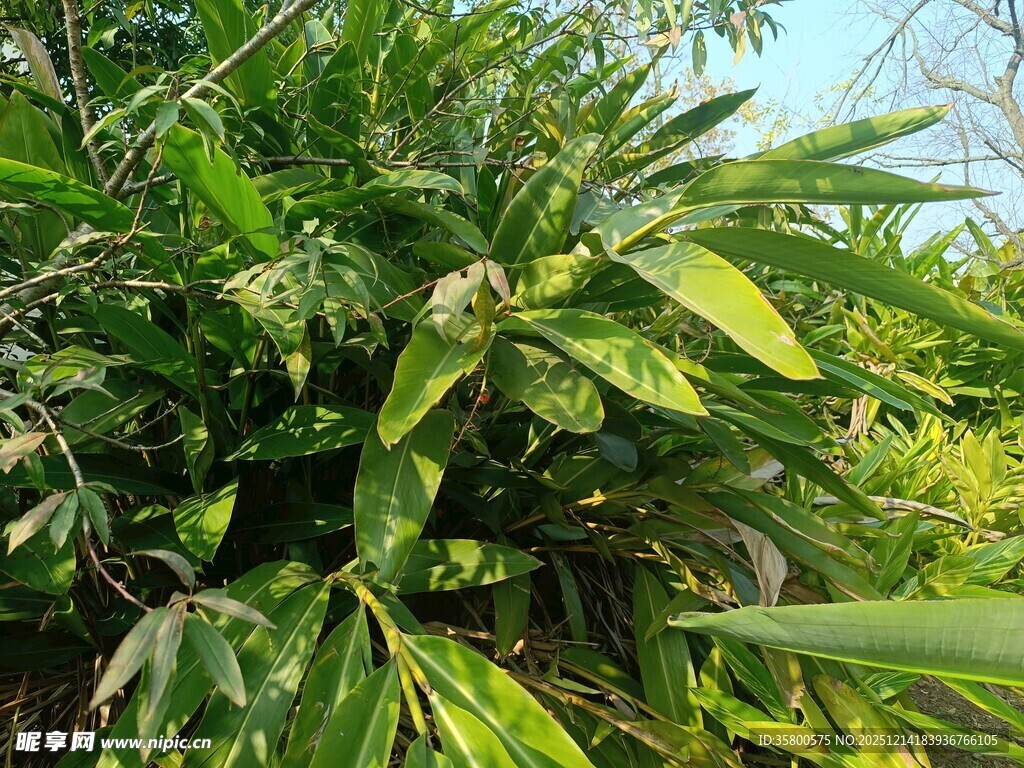 翠绿繁茂的热带植物景观