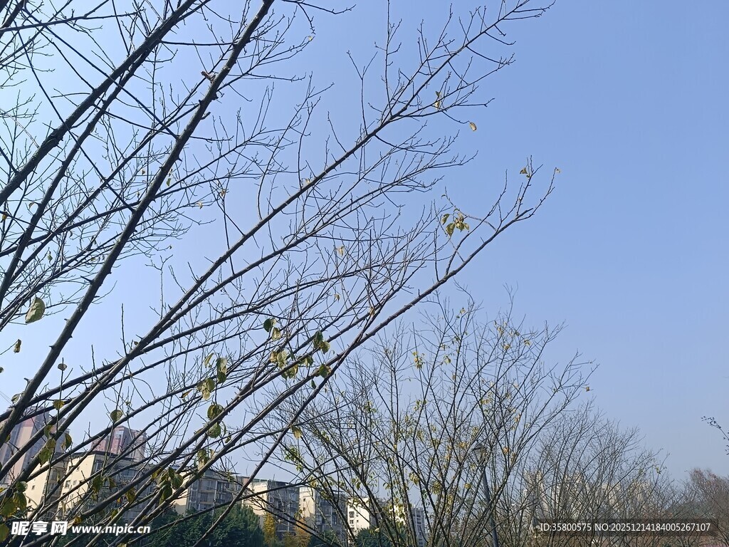 冬日枯树枝与蓝天景象