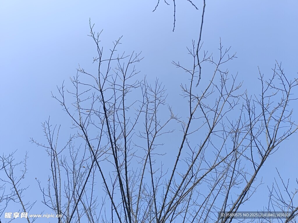 冬日光秃树枝与蓝天