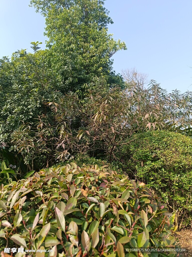 秋日繁茂的绿植景观