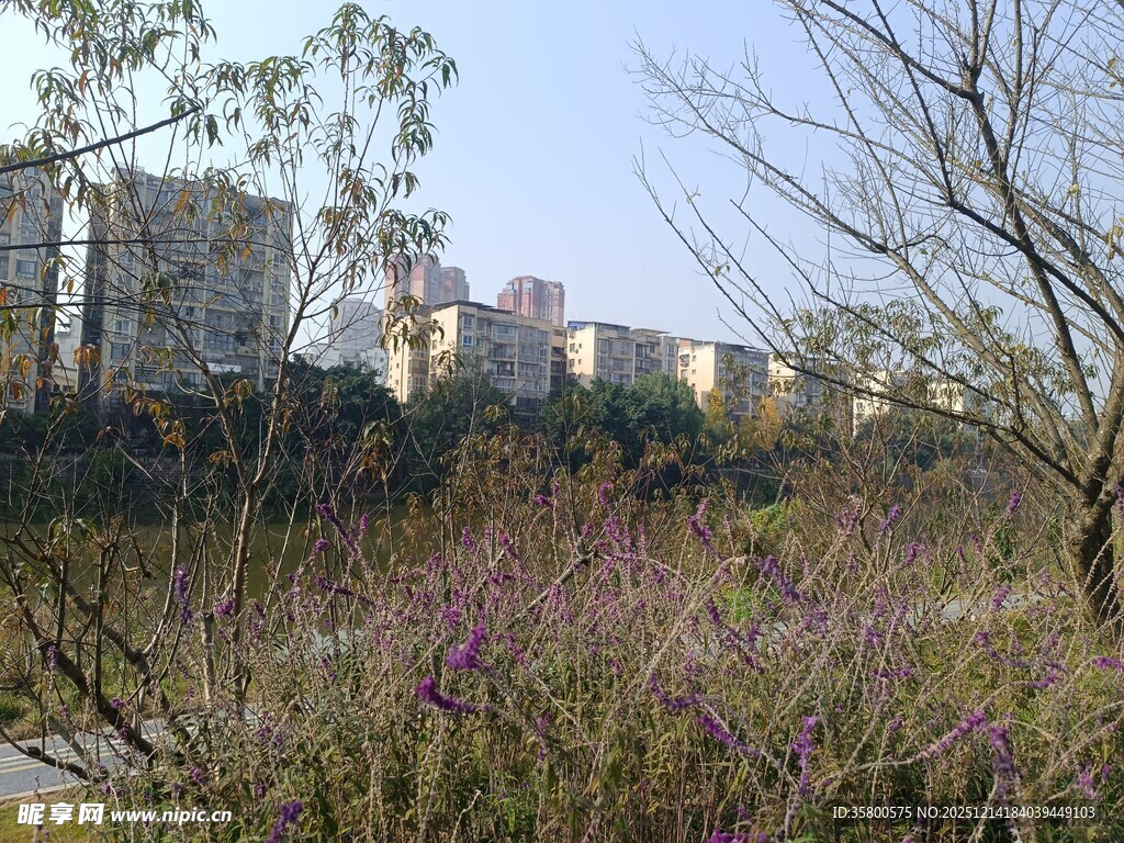 城市边的野花草景观