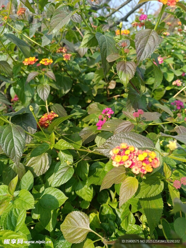 多彩花卉绿植生机盎然