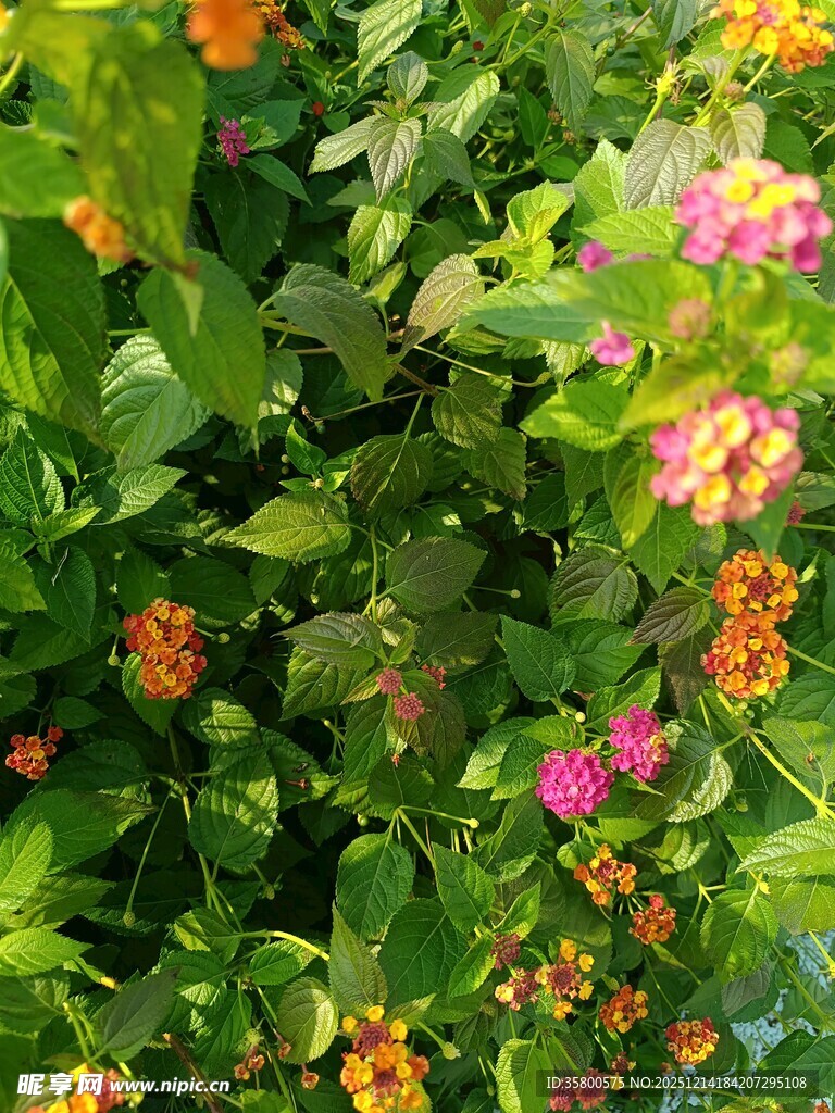 多彩花卉绿植繁茂景象