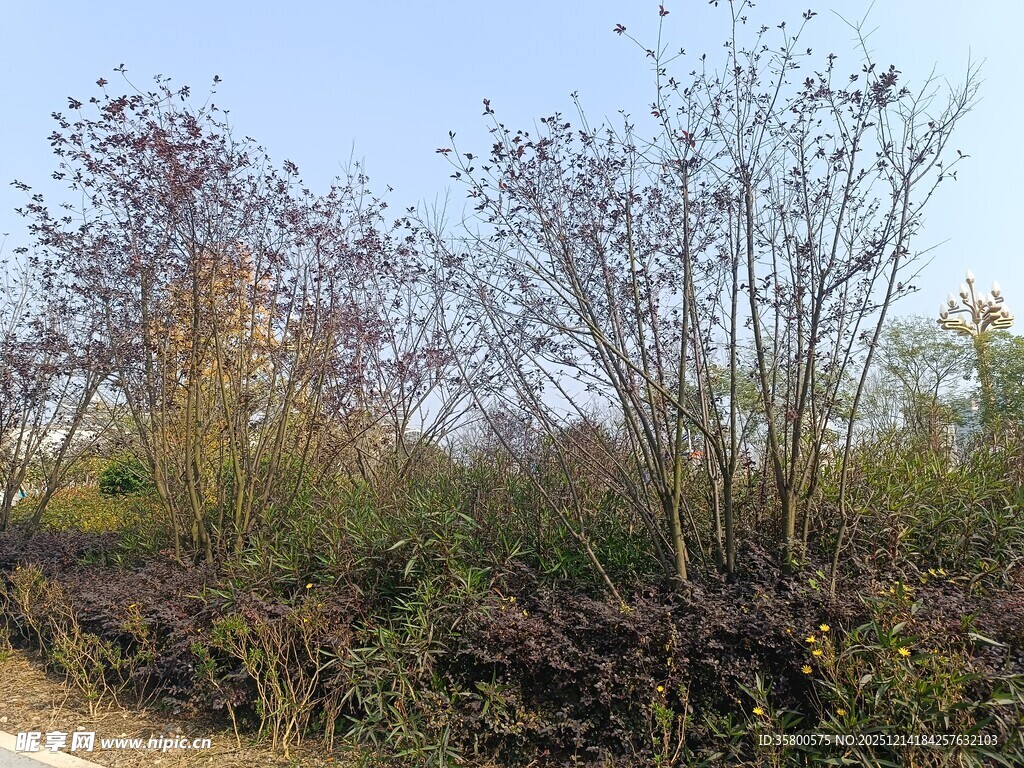秋日郊野植物景观