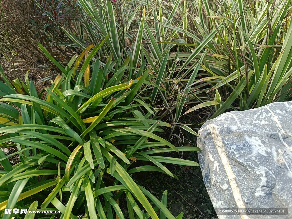 石边翠绿兰草植物景观