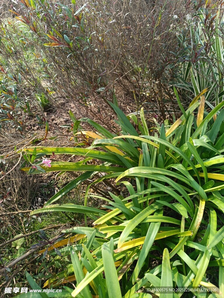 翠绿繁茂的户外植物景观