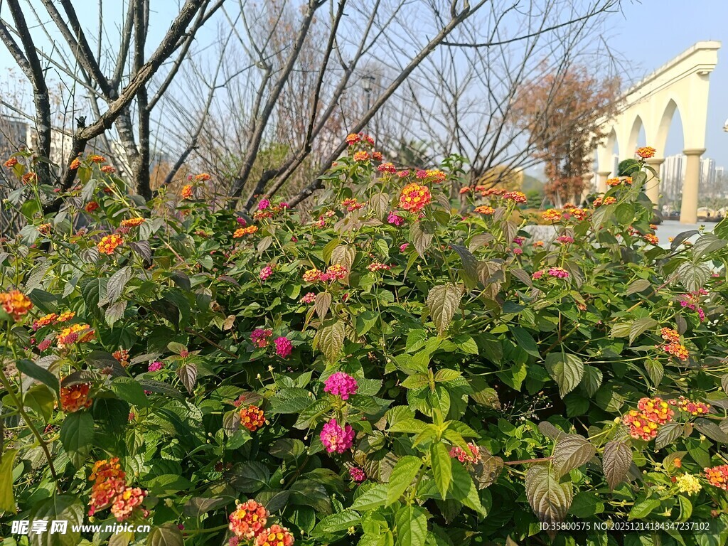 秋日多彩花卉景观