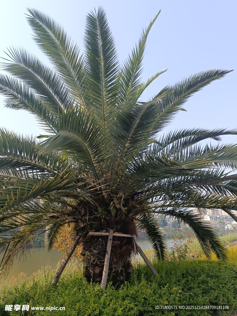 高大挺拔的棕榈树