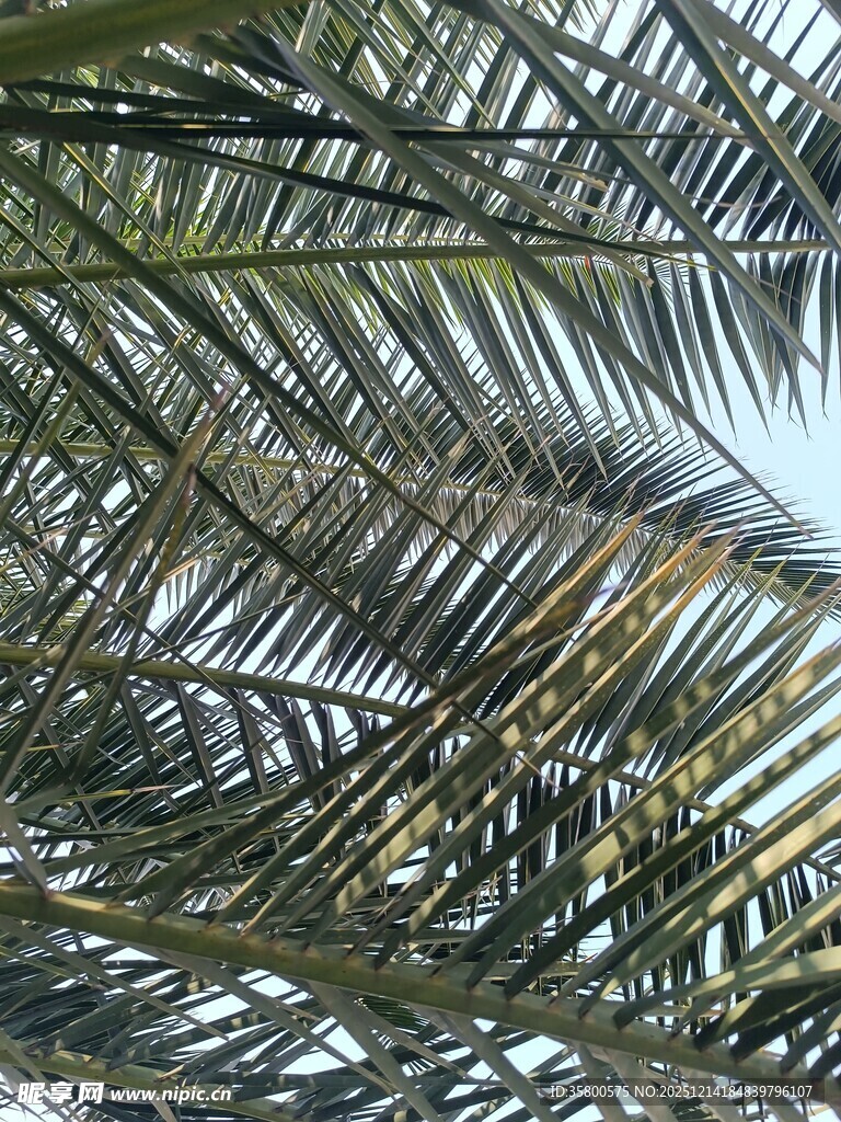 仰视下的繁茂棕榈叶