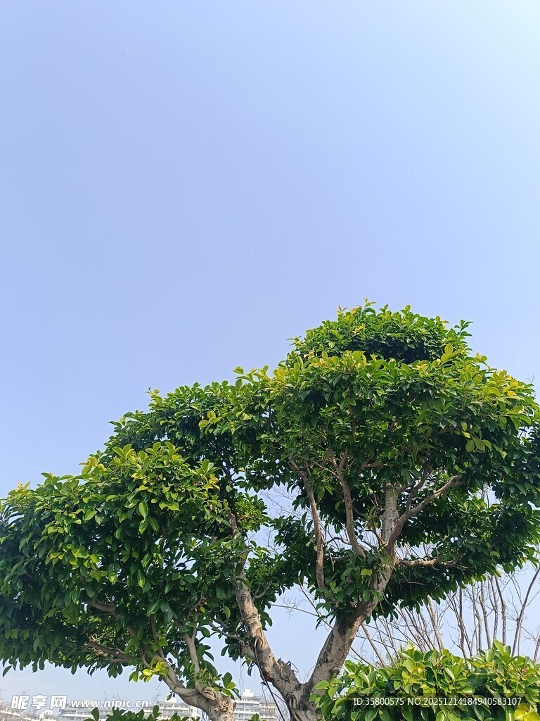 造型独特的茂盛绿树