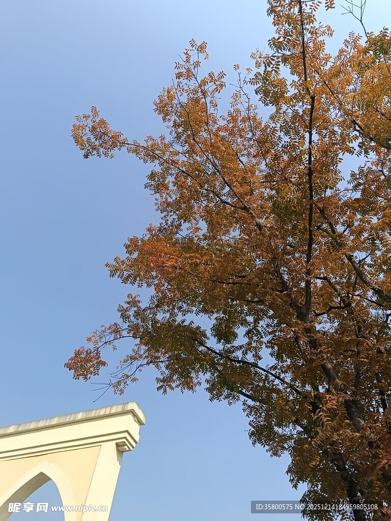 秋日树影与白色建筑