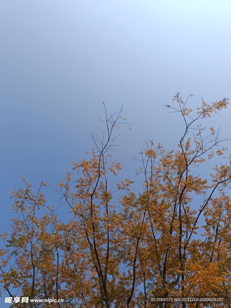 秋日树梢映蓝天