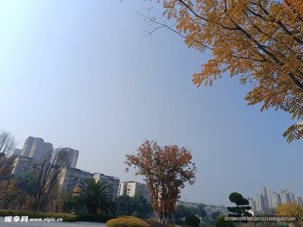 秋日城市景观中的斑斓树木