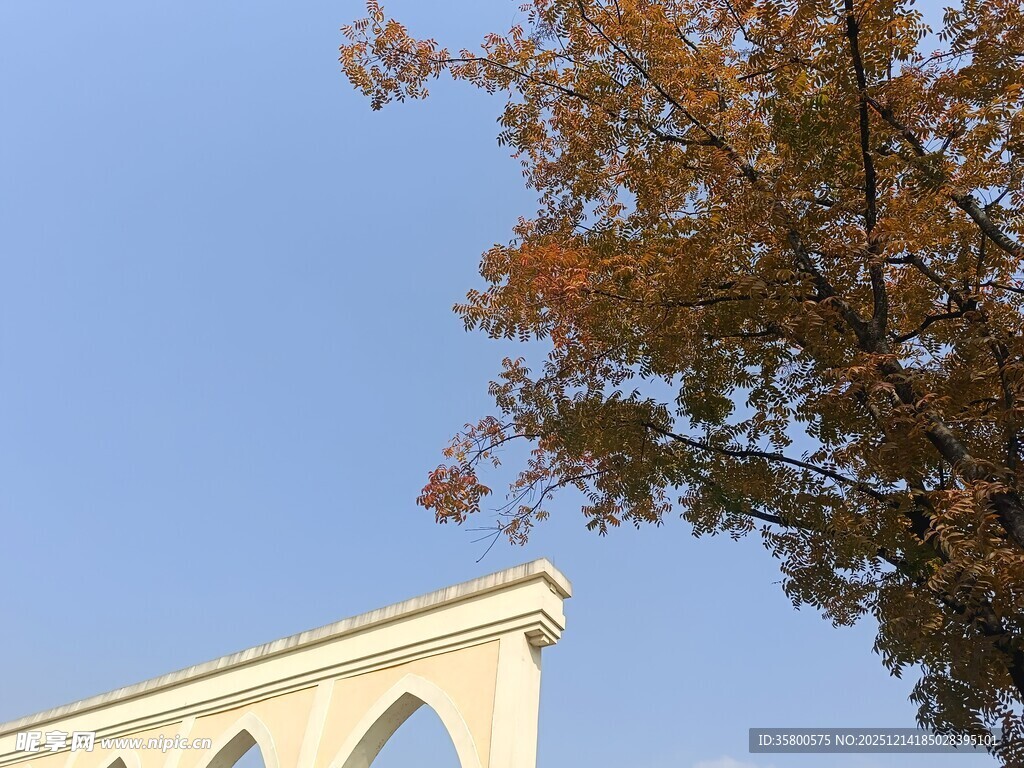 秋日建筑旁的斑斓树叶