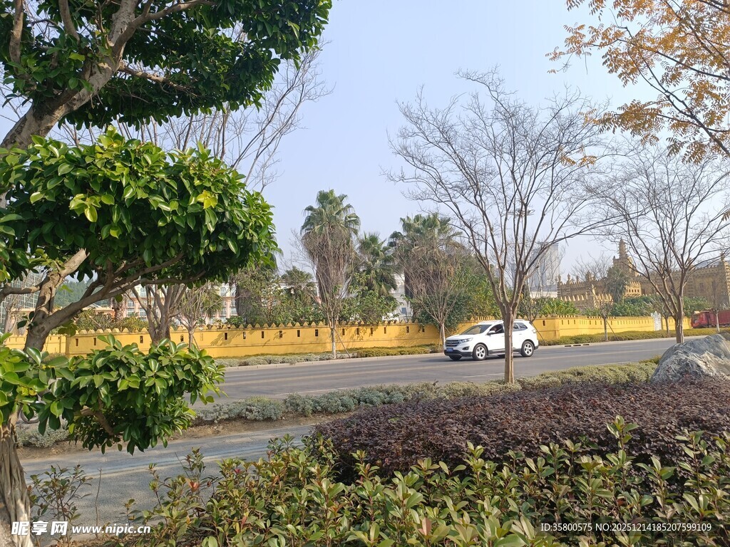 城市道路旁的绿植景观